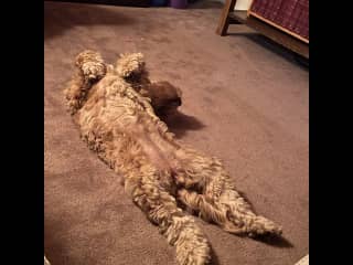 Having a stretch and a nap