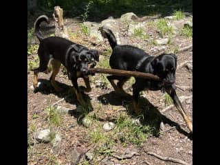 They fetch together