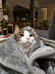 Starbuck loves being under a blanket!