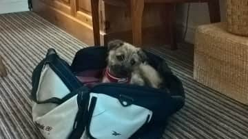 Ada, Seth's successor, loving John's kitbag.