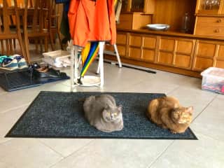 Loaf #1 and Loaf #2 reporting for duty.