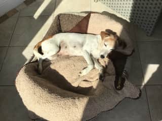 Filly, sun loving dog in her day bed