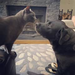 Rayven and Smokey are best buds. They even have their own Instagram page: rayven_smokey