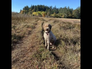 A dog in a bog…