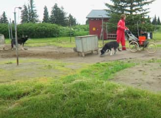 Erik wheeling by Mary as he brings more food to the other Sled dogs on the team in AK.