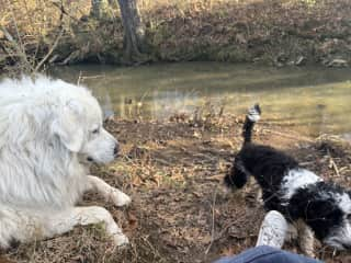 Lincoln is the only dog Jessie will play nice with. We think because he's a puppy and no threat to her authority. It was so much fun hiking and exploring with them.