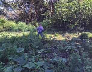 Pulling weeds can be a never ending project, but I love being outside and working with my hands! (weeding the pumpkin patch in Hawai'i)