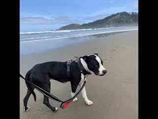 This was his first time on the Oregon coast!  He loved it.