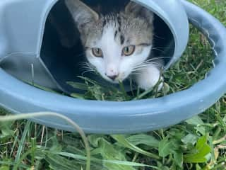 Crumble in the watering can.