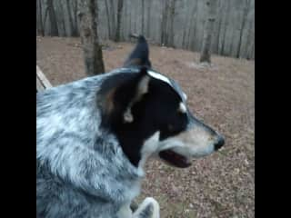 Zeke scanning his territory from back deck.