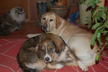 Browny &amp; Eva (rescue dogs)