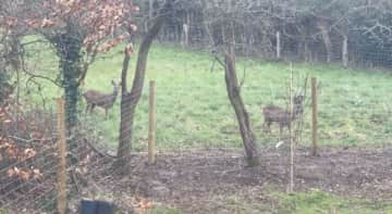 Our 2 young deer neighbours in the field behind