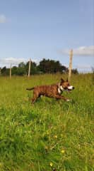 Beau loves playing fetch in the field.