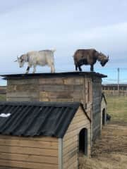 Hazel and Bluebell checking out our workmanship.