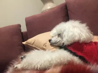 The Prince sleeping!