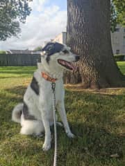 Walking Cybil a Romanian Rescue.