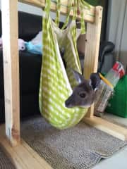 I am an advocate of animal  rescues and pet therapy. This is Patrick, a friend’s wildlife rescue in ADELAIDE.  In his early rescue days in his man made  pouch.