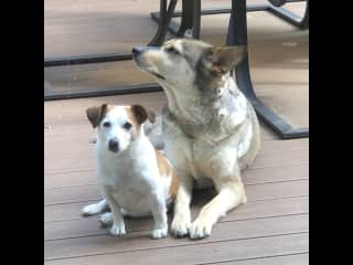 Juno and Tank are the best of friends. Tank never lets Juno sit alone