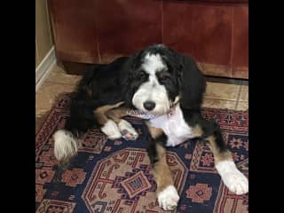 Artie, a sweet, friendly puppy that loves attention and playing ball.