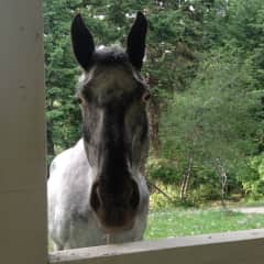 Our family horse, checking to see if I have anymore apples...