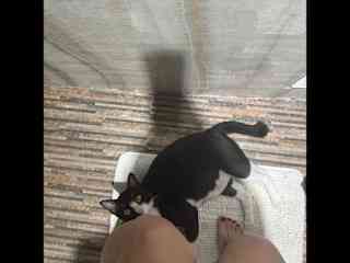 this was jinx, the cat who lived with me last year on koh phangan, found a new home with a permanent stay now in samui