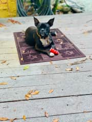 Java as a puppy sunning herself on the porch