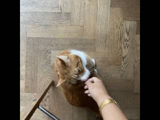 London Pet Sit - Prince Tubby