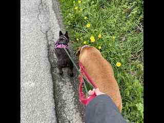 Walkie time with the dogs(Kilkenny 2025)