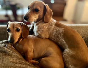 Betty & Bonnie hanging out together in their favorite spot; the back of the couch!
