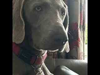 Izzy