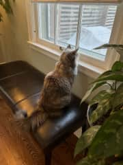 Lily watching the birds and squirrels outside