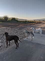 Dogs on a walk