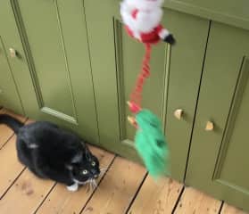 Playtime with Monty!