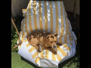 Maui and her bean bag