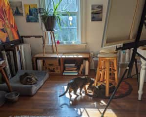 cats in the sunny painting studio /office