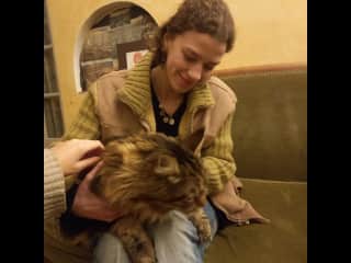 Encounter with a giant main coon, amazing!