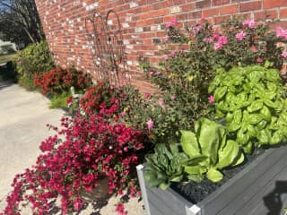 There is plenty in bloom during the growing season, including a small container vegetable garden.