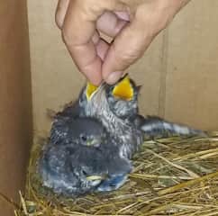 4 little Indian Bluebirds found in the boom on our yacht. Their mother never returned. I raised them all successfully, an incredibly bonding experience..... bawled my eyes out as they flew