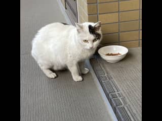 Local, feral cat Gemona stops by for two meals a day.