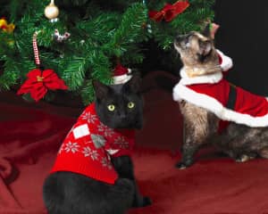 If you have ever tried to do a cat photo shoot, you know how comical it can be. Took 100 photos and this was the best one. Couldn't have both looking at the camera (of course!) My sweet mini pather and Siamese-Tortie mix.