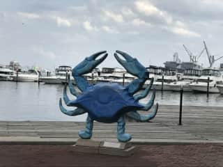 A Maryland blue crab.