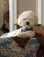 Teddy, the intellectual mutt.