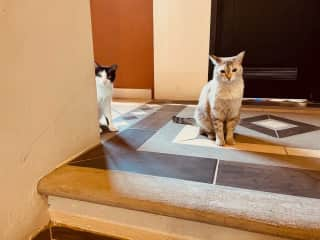 My kitties in Mexico, Sol and Luna.