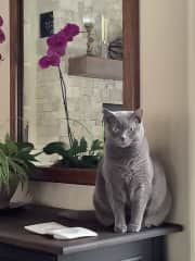 Mom says I’m a prima donna but I know she loves me best!  I enjoy a good brushing in the TV room.