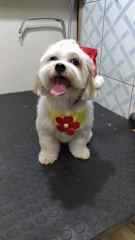 The cute dog is Bela, Rafaela’s sister