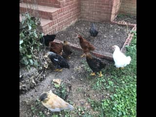 Chickens all have names