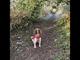 Beanie on a two hour hike in her winter coat.