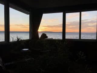 Dog with a view