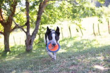 Polly loves playing frisbee more than anything else in the world!