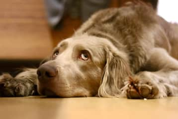 Super sweet pure-bred longhair Weimaraner.  Very attached to use and the cats in the house. High energy, not at all aggressive. Very well trained and behaved. Not hunting for wild animals, not aggressive to any other dog in the area.